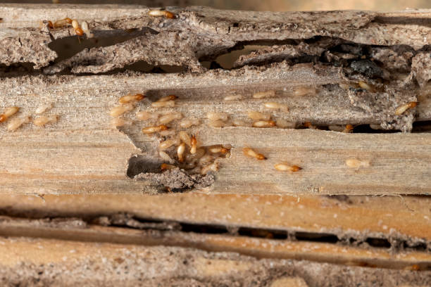 Best Bed Bug Extermination  in Mills River, NC